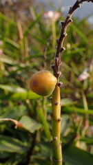 Alpinia officinarum