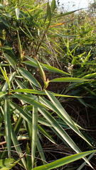 Alpinia officinarum