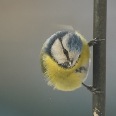 Cyanistes caeruleus