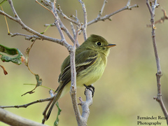 Empidonax difficilis cineritius