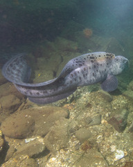 Anarrhichthys ocellatus