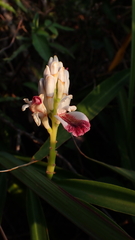 Alpinia officinarum
