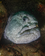 Anarrhichthys ocellatus