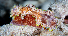 Glossodoris acosti