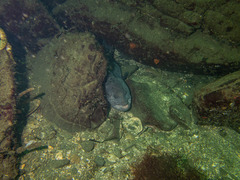 Anarrhichthys ocellatus