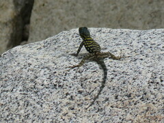 Petrosaurus thalassinus