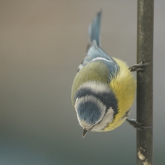 Cyanistes caeruleus