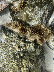 Bunodosoma californica