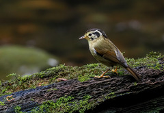 Schoeniparus castaneceps