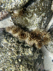 Bunodosoma californica