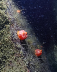 Cnemidocarpa finmarkiensis