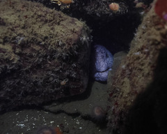 Anarrhichthys ocellatus
