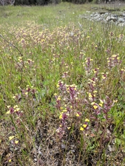Triphysaria eriantha