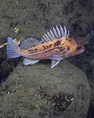 Sebastes auriculatus