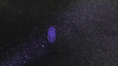 Bolinopsis microptera