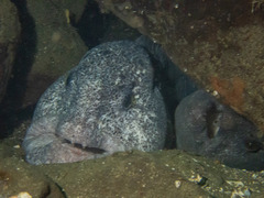 Anarrhichthys ocellatus