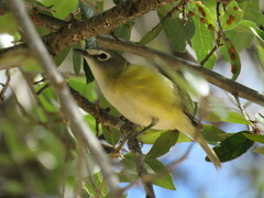 Vireo cassinii lucasanus
