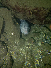 Anarrhichthys ocellatus