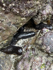 Holothuria lubrica