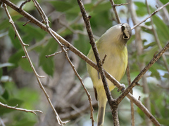 Vireo cassinii lucasanus