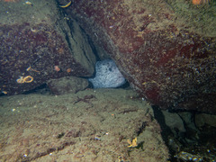 Anarrhichthys ocellatus