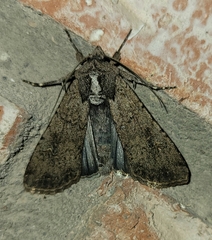 Peridroma saucia