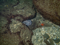 Anarrhichthys ocellatus