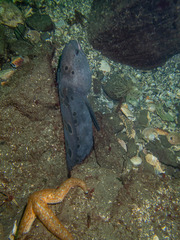 Anarrhichthys ocellatus