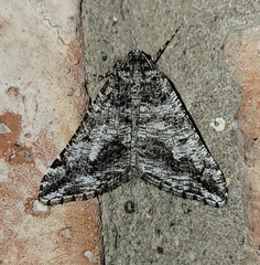 Macaria schatzeata