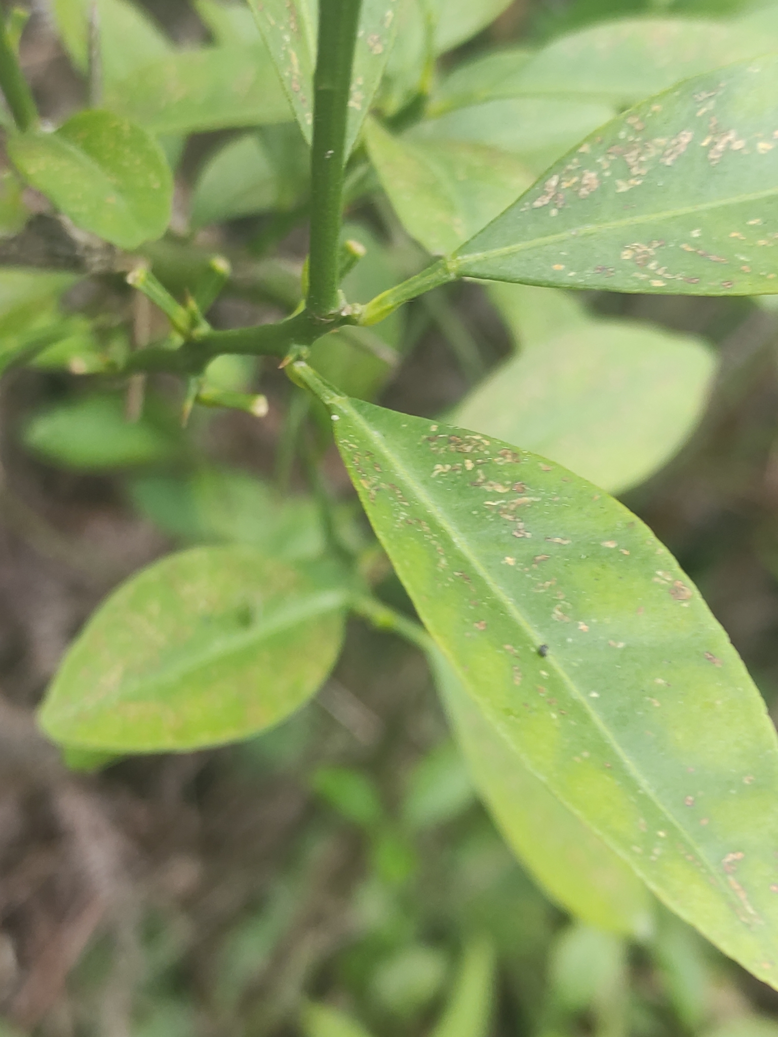 Imagem de Calamondin