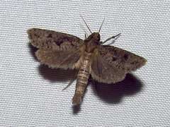 Acrolophus popeanella