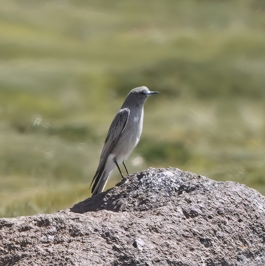 White-fronted Ground Tyrant (Muscisaxicola albifrons), photo 9