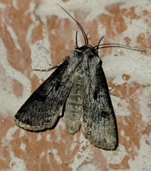 Agrotis malefida