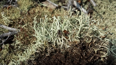 Cladonia amaurocraea