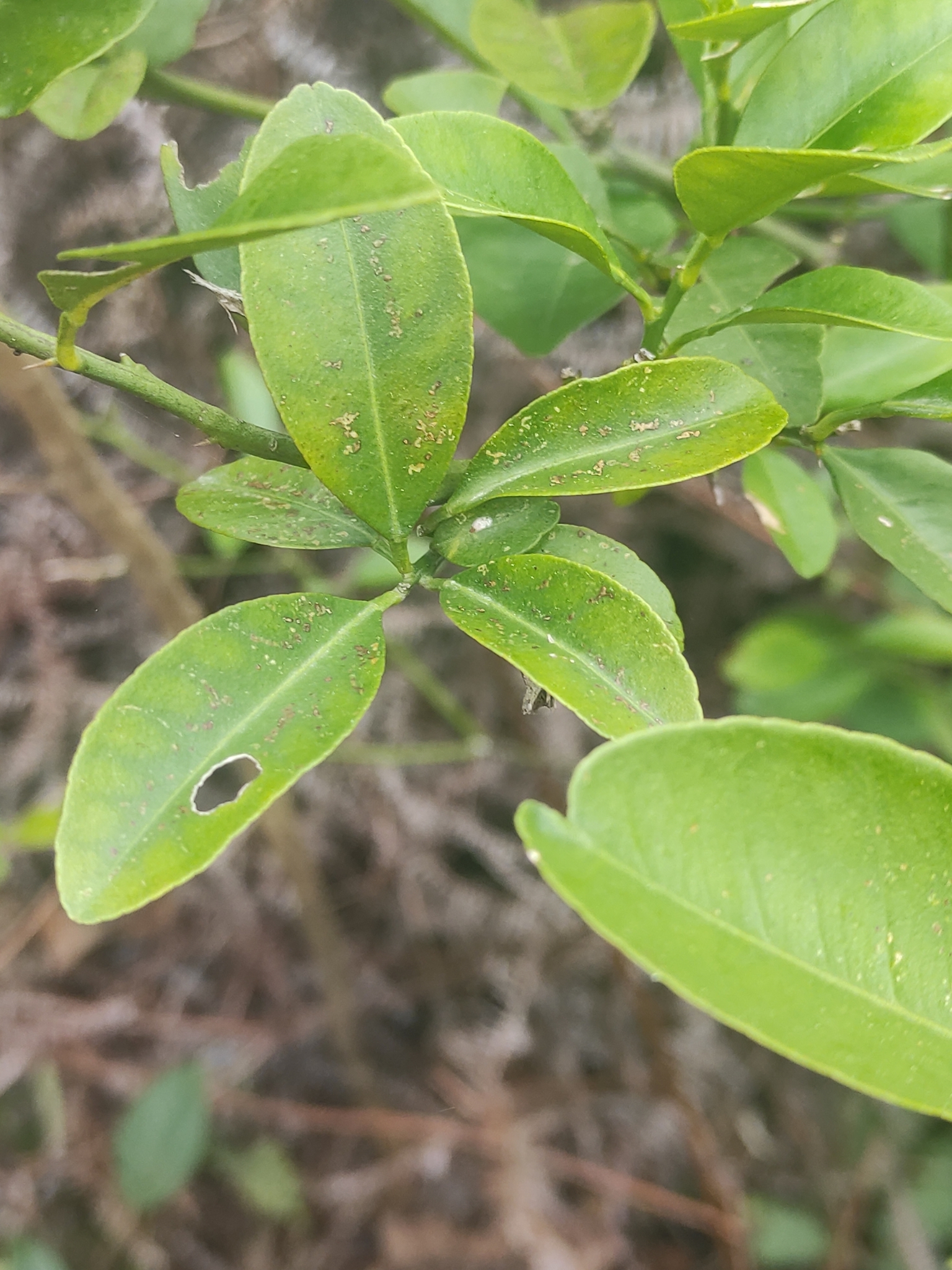 Imagem de Calamondin