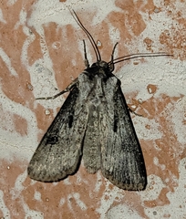 Agrotis malefida