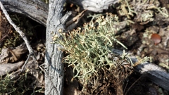 Cladonia amaurocraea