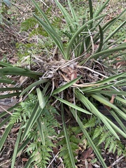 Davallia solida pyxidata