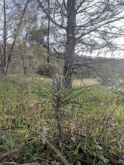 Pinus sabiniana