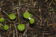 Myosotis spatulata