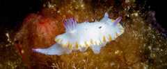 Mexichromis macropus
