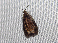 Olethreutes nigranum