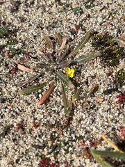 Camissoniopsis micrantha