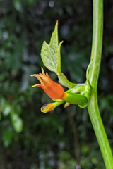 Gurania lobata