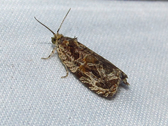 Olethreutes permundana
