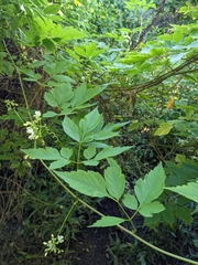 Cardiospermum halicacabum halicacabum