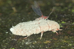 Coelostomidia zealandica