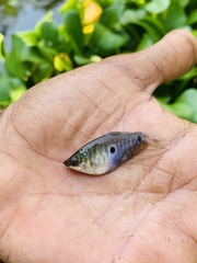 Trichopodus trichopterus