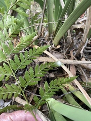 Davallia solida pyxidata