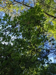 Cardiospermum halicacabum halicacabum